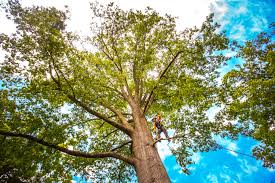 Best Tree Trimming and Pruning  in Una, WA