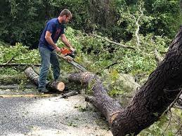 Best Fruit Tree Pruning  in Una, WA