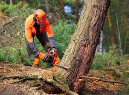 How Our Tree Care Process Works  in  Wauna, WA