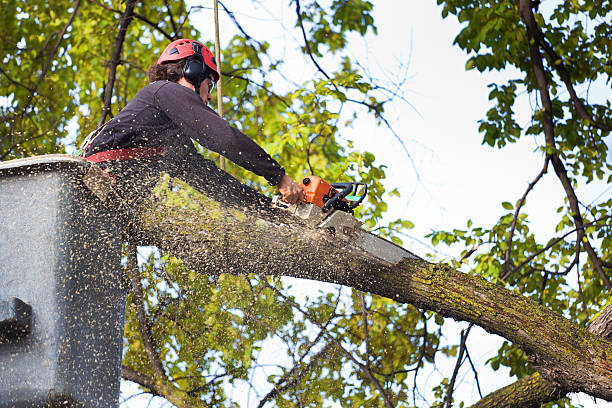 Best Tree Risk Assessment  in Una, WA