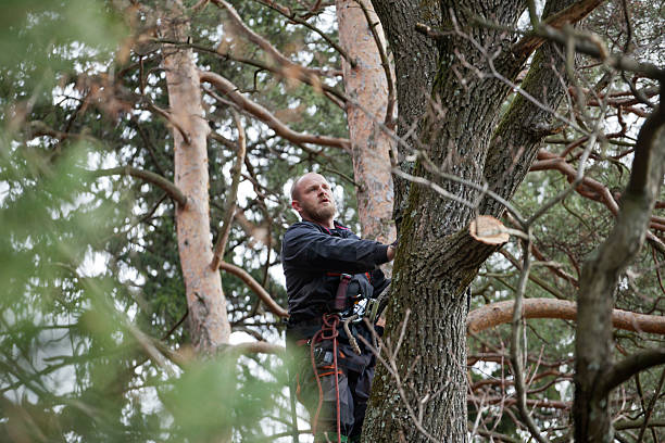  Una, WA Tree Services Pros